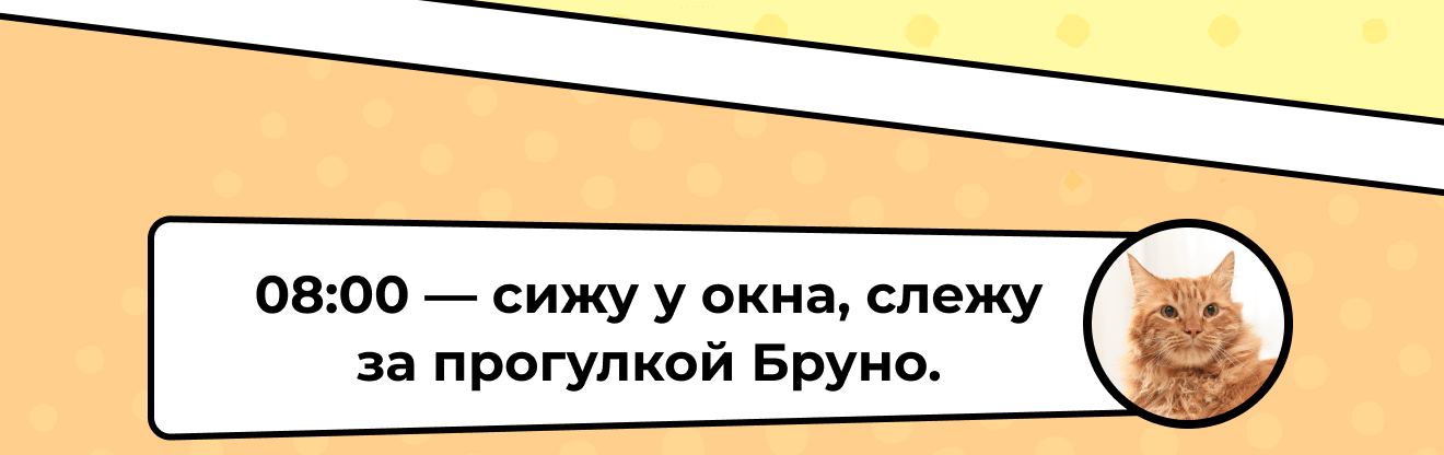 08:00 — сижу у окна, слежу за прогулкой Бруно.